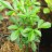 Понцирус трёхлисточковый, Citrus trifoliata или Poncirus trifoliata - Понцирус трёхлисточковый, Citrus trifoliata или Poncirus trifoliata