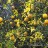 Понцирус трёхлисточковый, Citrus trifoliata или Poncirus trifoliata - Понцирус трёхлисточковый, Citrus trifoliata или Poncirus trifoliata, плоды на кусте