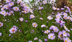 Астра, светло-сиреневая, Aster
