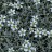 Ясколка Биберштейна, Cerastium biebersteinii  - Ясколка Биберштейна Фото Александра Зорина с сайта plantarium.ru