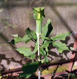 Аризема или однопокровница японская, Arisaema japonicum