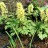 Хохлатка желтая или крупноприцветниковая, Corydalis bracteata - Хохлатка желтая или крупноприцветниковая, Corydalis bracteata, саженцы в контейнерах