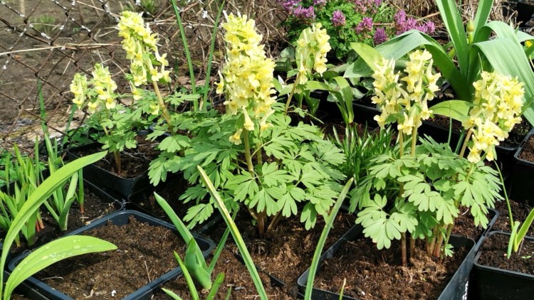 Хохлатка желтая или крупноприцветниковая, Corydalis bracteata Зимостойкий раннецветущий клубневый многолетник. Одна из наиболее декоративных хохлаток. 
- Рост и цветение начинается  очень рано весной. - Вскоре после цветения надземная часть отмирает, а клубень сохраняется в земле до следующей весны.
- Высота 15-25 см.
- Цветки желтые, возвышающиеся над  листьями.
- Периодически клубни у хохлатки делятся, образуя новые клубни,  которые дают начало новым растениям.
- В цветниках размещаются между растениями, которые разрастаются позже, например, хостами, пионами. Хохлатки успевают отцвести и увянуть до разрастания и цветения этих, более "поздних" растений.
- Может расти как на солнце, так и при затенении.

Наше видео:  
    
        
            
                                        
    
