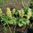Хохлатка желтая или крупноприцветниковая, Corydalis bracteata - Хохлатка желтая или крупноприцветниковая, Corydalis bracteata, питомник Садпочтой.рф