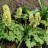 Хохлатка желтая или крупноприцветниковая, Corydalis bracteata - Хохлатка желтая или крупноприцветниковая, Corydalis bracteata, цветение.