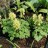 Хохлатка желтая или крупноприцветниковая, Corydalis bracteata - Хохлатка желтая или крупноприцветниковая, Corydalis bracteata, #садпочтой