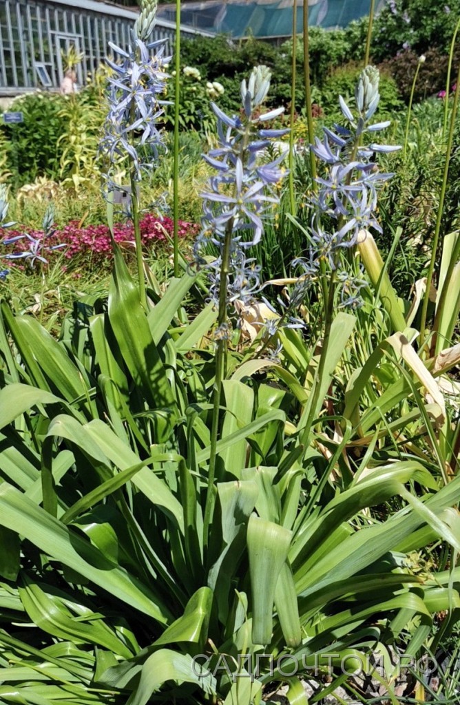 Камассия квамаш, Camassia quamash Эффектное цветущее луковичное растение, образующее высокий вертикальный цветонос с множеством звездчатых цветков.
- Может длительно расти на одном месте без выкапывания луковиц.
- Высота с цветоносами 40-80 см.
- Цветет в конце весны - начале лета.
- Неприхотлива, зимостойка.
- Размножается за счет самопроизвольного деления луковицы и семенами.
