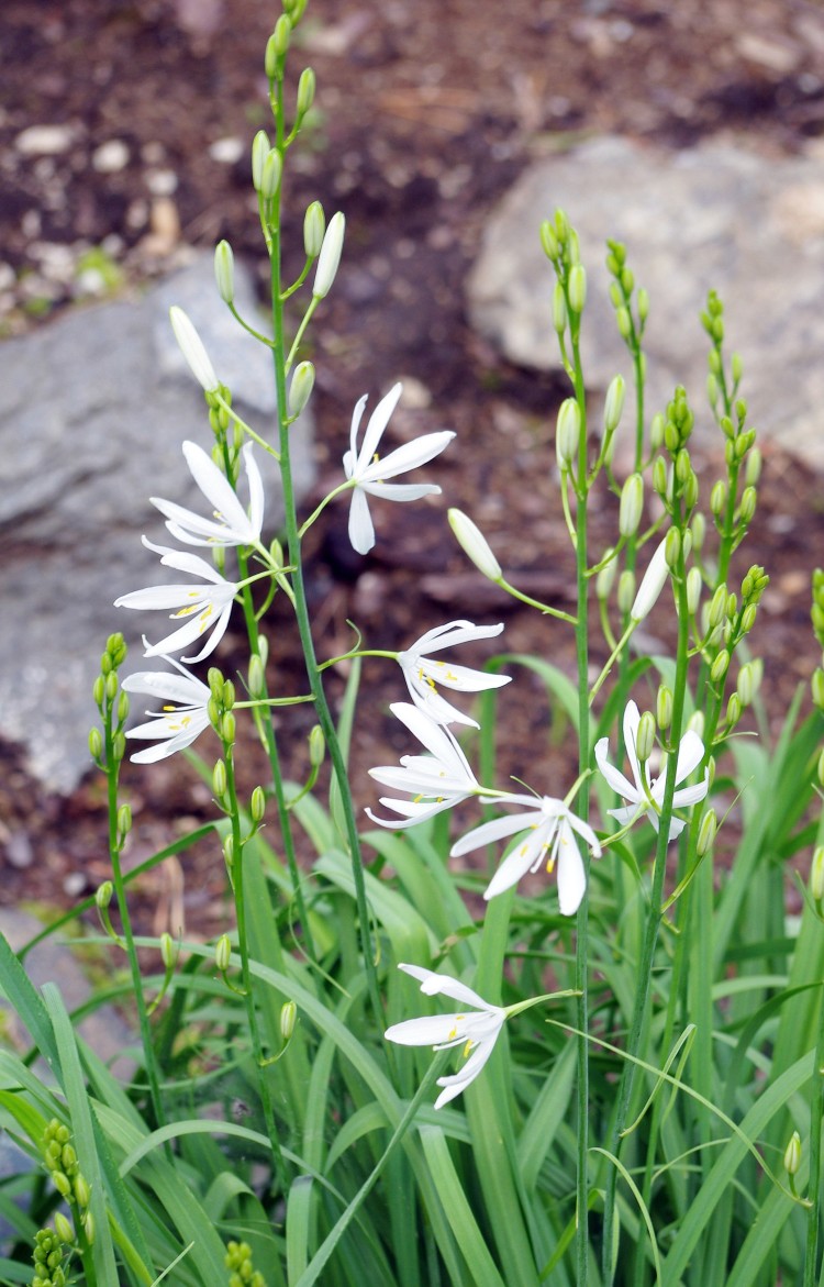 Птицемлечник дуговидный, Ornithogalum arcuatum Мощный луковичный первоцвет, формирующий большое соцветие звездчатых белоснежных цветков.
- Высота 50-80 см, один из наиболее крупных и обильноцветущих птицемлечников 
- Цветет в мае-июне.
- Цветы - крупные белые звездочки в больших пирамидальных соцветиях 25 см длиной.
- Разрастается за счет образования дочерних луковиц.

