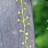 Диоскорея ниппонская, Dioscorea nipponica - Диоскорея ниппонская, цветение