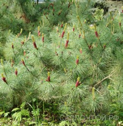 Кедровый стланик, Pinus pumala