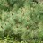 Кедровый стланик, Pinus pumala - Кедровый стланик, Pinus pumala. Цветущее растение.