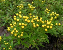 Аяния или хризантема Палласа,  Ajania pallasiana (Artemisia pallasiana, Chrysanthemum pallasianum, Pyrethrum pallasianum)