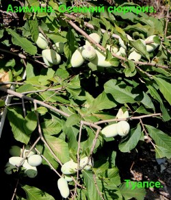 Азимина трёхлопастная или банановое дерево "Сочинская 15 (Осенний Сюрприз)", Asimina triloba, сеянцы