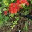 Рододендрон листопадный "Фейерверк",  Rhododendron "Feuerwerk" - Рододендрон листопадный "Фейерверк",  Rhododendron "Feuerwerk", молодое растение.