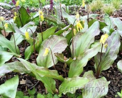 Кандык гибридный "Пагода", Erythronium hybridum "Pagoda"
