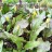 Кандык гибридный "Пагода", Erythronium hybridum "Pagoda" - Кандык гибридный "Пагода", Erythronium hybridum "Pagoda"