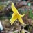 Кандык гибридный "Пагода", Erythronium hybridum "Pagoda" - Кандык "Пагода", Erythronium "Hagoda", цветок