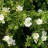 Лапчатка кустарниковая «Абботсвуд», Potentilla fruticosa "Abbotswood" - Potentilla_fruticosa_Abbotswood_flower_1syd.jpg
