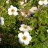 Лапчатка кустарниковая «Абботсвуд», Potentilla fruticosa "Abbotswood" - Potentilla_fruticosa_Abbotswood_floweruwvw.jpg