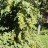 Трехкрыльник Регеля или триптеригиум, Tripterygium regelii - Трехкрыльник Регеля или триптеригиум, Tripterygium regelii , растение с кистями плодов