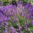 Лаванда гибридная, Lavandula, местная зимостойкая форма  - Лаванда гибридная, Lavandula, местная зимостойкая форма 