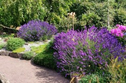 Лаванда гибридная, Lavandula, местная зимостойкая форма 