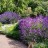 Лаванда гибридная, Lavandula, местная зимостойкая форма  - Лаванда гибридная, Lavandula, местная зимостойкая форма, цвеьегие