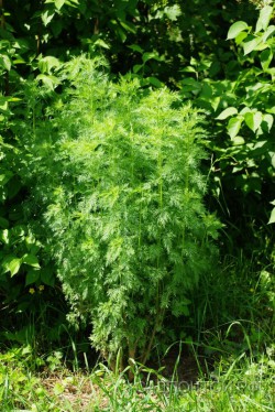 Полынь лечебная или “божье дерево”, Artemisia abrotanum