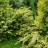 Тис, местная кустовая устойчивая форма Taxus - Тис, местная кустовая устойчивая форма Taxus