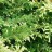 Тис, местная кустовая устойчивая форма Taxus - Тис, местная кустовая устойчивая форма Taxus, ветви.