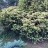 Тис, Taxus, местная кустовая устойчивая форма  - Тис, местная кустовая устойчивая форма Taxus весной