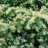 Тис, Taxus, местная кустовая устойчивая форма  - Тис, местная кустовая устойчивая форма Taxus, весенняя окраска побегов