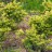 Тис, Taxus, местная кустовая устойчивая форма  - Тис, местная кустовая устойчивая форма Taxus, молодые растения.