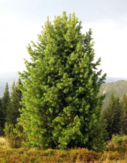 Кедр европейский или сосна европейская, Pinus cembra, сеянцы из местных орехов