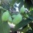 Азимина трёхлопастная или банановое дерево "NC-1", Asimina triloba, сеянцы - Азимина трёхлопастная или банановое дерево "NC-1", Asimina triloba, сеянцы. Фото Владимира Кухтина с сайта exoticsad.ru