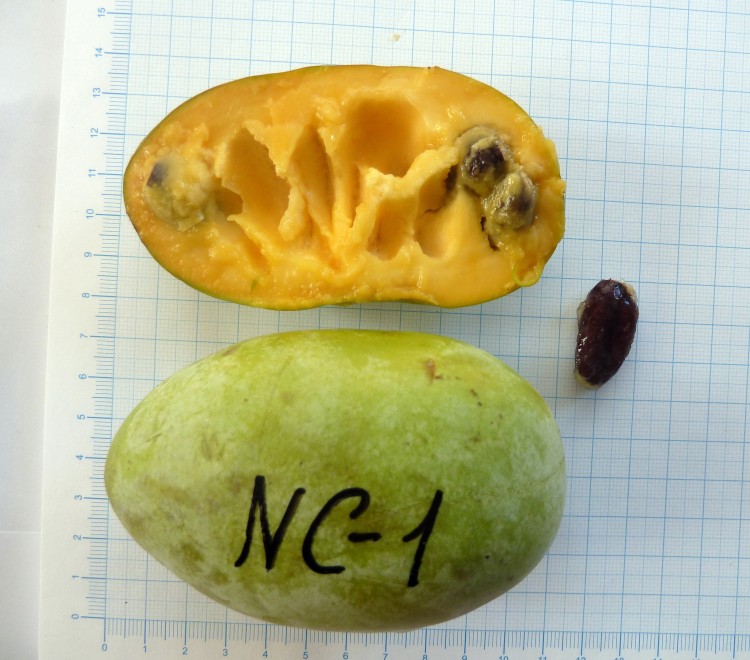 Азимина трёхлопастная или банановое дерево &quot;NC-1&quot;, Asimina triloba &quot;NC-1&quot;, сеянцы Плодовое листопадное растение с  плодами весом  до 400-500 г. и желтой мякотью хорошего вкуса. 
- Канадский  крупноплодный гибрид  сортов  "Davis" и "Overleese".
- Высокорослый,
- В Краснодарском Крае созревает в начале сентября.
- Выдерживает более чем двадцатиградусные морозы и вполне зимостойка в Ростовской области, степной части Краснодарского края. 
- Один из возможных вариантов выращивания в более холодном климате - кадочная культура.
- Фото Виктора Григорьева (первое) и Владимира Кухтина (сайт exoticsad.ru).
Наше видео об азимине: 

	