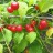 Вишня железистая, Prunus glandulosa - Вишня железистая, Prunus glandulosa. Фото Галины Дарман с сайта plantarium.ru