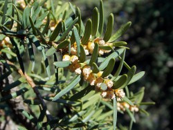Тис канадский, Taxus canadensis, устойчивая форма