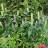 Лофант тибетский или морщинистый, Agastachys rugosa - Лофант тибетский или морщинистый, Agastachys rugosa. Цветущее растение.