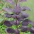 Скумпия кожевенная , пурпурная (без указания сорта) - Скумпия кожевенная "Royal Purple (Королевский пурпур)", Cotinus coggygria "Royal Purple". Ветвь.