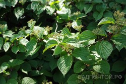 Калина буреинская или черная, Viburnum burejaeticum