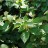 Калина буреинская или черная, Viburnum burejaeticum - Калина буреинская или черная, Viburnum burejaeticum