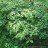 Калина буреинская или черная, Viburnum burejaeticum - Калина буреинская или черная, Viburnum burejaeticum, куст.