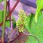 Виноград амурский, Vitis amurensis,  сеянцы - Vitis_amurensis_flower_maxc3.jpg