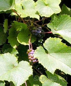 Виноград амурский, Vitis amurensis,  сеянцы