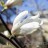 Магнолия кобус, Magnolia kobus - Магнолия кобус, Magnolia kobus