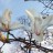 Магнолия кобус, Magnolia kobus - Магнолия кобус, Magnolia kobus, цветение