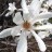 Магнолия кобус, Magnolia kobus - Магнолия кобус, Magnolia kobus, цветок