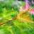 Клен Гиннала или приречный, набор из 3 растений  - Клен Гиннала или приречный, молодые листья.