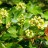Клен Гиннала или приречный, набор из 3 растений  - Клен Гиннала или приречный. Цветение.
